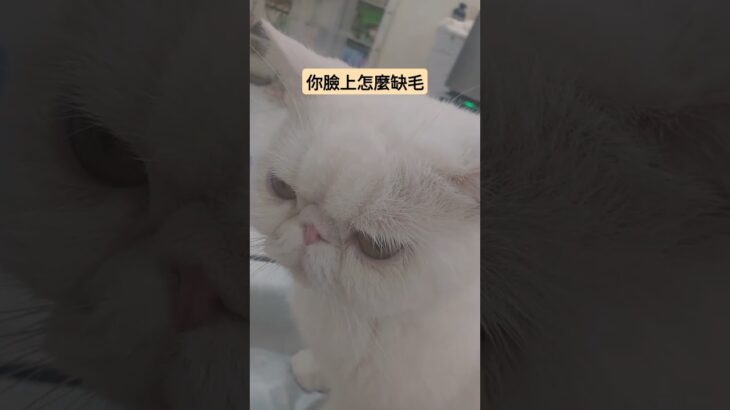 #cute #cat#白猫プロジェクト