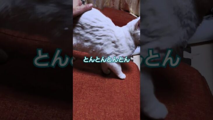 #ねこ#CAT#とんとんとん#白猫プロジェクト