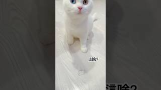 貓咪不一定會害怕沒看過的東西 例如:冰塊🧊 #고양이 #cat #貓跳台 #cute #貓眼觀察室 #냥춘기 #pets #貓咪日常 #cutecat #веселыекоты #白猫プロジェクト