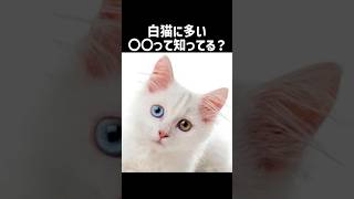 白猫に多いって知ってる？